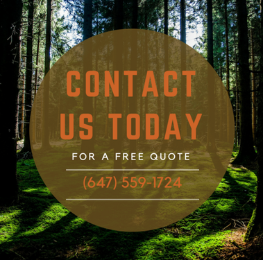Contact the Best Tree Removal Durham Region