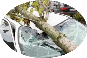 Storm Damage Tree Removal Ajax