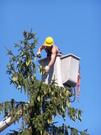 Tree Removal Technician Whitby