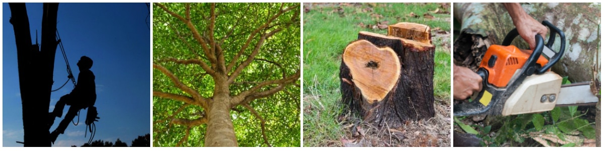 Tree Service Durham Region
