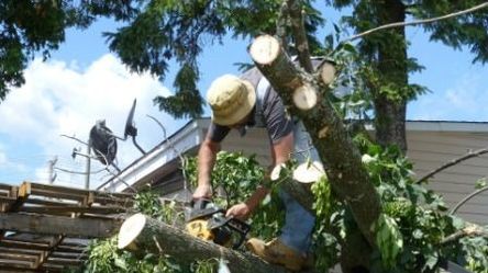 Storm Damage Tree Removal Pickering