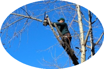 Tree Pruning and Trimming Ajax